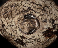 画像をギャラリービューアに読み込む, 泉田之也 積層裂盌