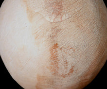 Load image into Gallery viewer, Amanda Tong “mono no aware” Naturally Dyed Flower Vase — Sakura & Katsura —