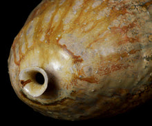 画像をギャラリービューアに読み込む, 松村遷 本沼淡雪手黄瀬戸炻黄壺 銘「龍玉」