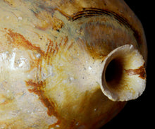 画像をギャラリービューアに読み込む, 松村遷 本沼淡雪手黄瀬戸炻黄壺 銘「龍玉」