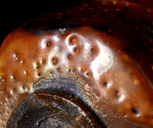 画像をギャラリービューアに読み込む, 松崎健 耀変金志埜茶盌