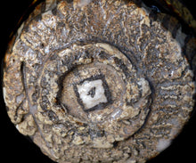 画像をギャラリービューアに読み込む, 塚本治彦 鳴海織部ぐい呑