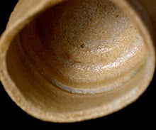 画像をギャラリービューアに読み込む, 松村遷 本沼雪時雨手黄瀬戸大盃