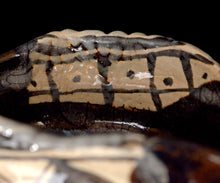 画像をギャラリービューアに読み込む, 光藤佐 黒織部茶盌