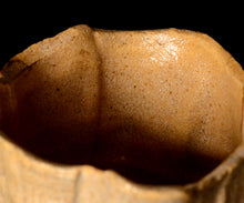 画像をギャラリービューアに読み込む, 松村遷 本沼手黄瀬戸掛分茶盌 銘「金盞花」