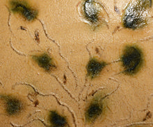 画像をギャラリービューアに読み込む, 松村遷 本沼梅華皮手黄瀬戸蕪文鉢