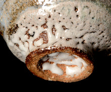 画像をギャラリービューアに読み込む, 西浦武 越前白釉茶盌