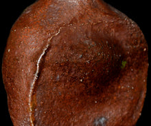 画像をギャラリービューアに読み込む, 西浦武 越前組徳利