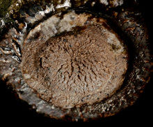 画像をギャラリービューアに読み込む, 西浦武 越前ぐい呑