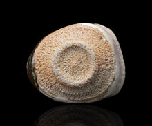 画像をギャラリービューアに読み込む, 岡本作礼 朝鮮唐津沓ぐい呑