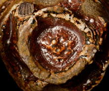 画像をギャラリービューアに読み込む, ジェフシャピロ 灰釉ぐい呑