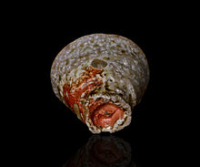 画像をギャラリービューアに読み込む, ジェフシャピロ 灰釉ぐい呑