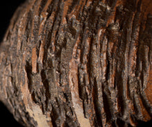 画像をギャラリービューアに読み込む, 泉田之也 片盌