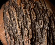 画像をギャラリービューアに読み込む, 泉田之也 片盌