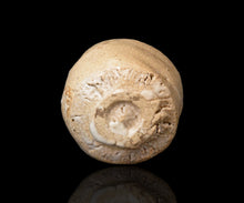 画像をギャラリービューアに読み込む, 川瀬隆一郎 崎陽高麗 らく井戸久い乃み