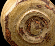 画像をギャラリービューアに読み込む, 松村遷 本沼手黄瀬戸茶盌