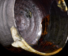 画像をギャラリービューアに読み込む, 通次廣 薩摩手茶盌