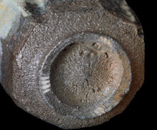 画像をギャラリービューアに読み込む, マイケルマルティノ 斑唐津ぐい呑