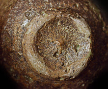 画像をギャラリービューアに読み込む, 通次廣 焼貫き伊羅保ぐい呑