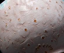 画像をギャラリービューアに読み込む, アリシェルナジロフ 青花線刻茶碗