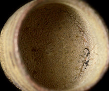 画像をギャラリービューアに読み込む, 松村遷 本沼手黄瀬戸窯変酒盃C