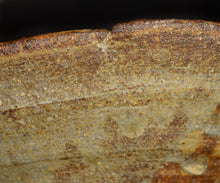 画像をギャラリービューアに読み込む, 三藤るい 柿の蔕茶碗