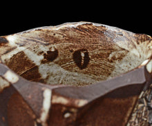 画像をギャラリービューアに読み込む, ミハイルトヴストス "Discovery" 湯呑