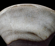 画像をギャラリービューアに読み込む, ポールフライマン 粉引ぐい呑