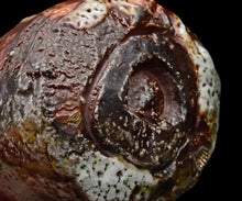 画像をギャラリービューアに読み込む, ジェフシャピロ 灰釉志野茶盌