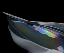 画像をギャラリービューアに読み込む, 松村淳 Apoptosis (vigor) (Sa)2 プレート