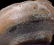 画像をギャラリービューアに読み込む, 川瀬隆一郎 崎陽高麗 平井戸盃B