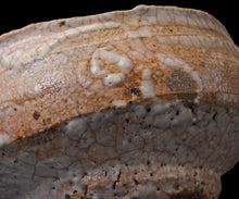 画像をギャラリービューアに読み込む, 川瀬隆一郎 崎陽高麗 平井戸盃B