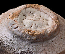 画像をギャラリービューアに読み込む, 川瀬隆一郎 崎陽高麗 平井戸盃B