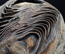 画像をギャラリービューアに読み込む, 泉田之也 積層花器・球