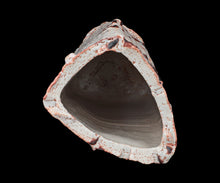 画像をギャラリービューアに読み込む, 若尾利貞 志野花器