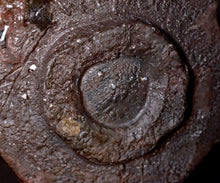 画像をギャラリービューアに読み込む, 塚本治彦 黒おりべ茶盌
