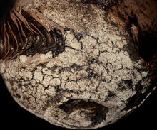 画像をギャラリービューアに読み込む, 泉田之也 積層裂盌
