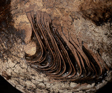 画像をギャラリービューアに読み込む, 泉田之也 積層裂盌
