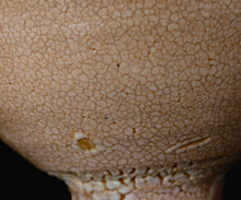 画像をギャラリービューアに読み込む, 金宗勲 大井戸茶盌 銘「久遠」
