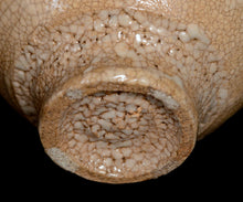 画像をギャラリービューアに読み込む, 金宗勲 大井戸茶盌 銘「不動夢 -イドム-」
