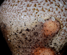 画像をギャラリービューアに読み込む, 竹下鹿丸 自然釉壺
