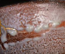 画像をギャラリービューアに読み込む, 岡本作礼 唐津梅花皮茶盌 銘「雷神」
