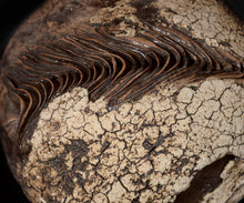 画像をギャラリービューアに読み込む, 泉田之也 積層裂盌
